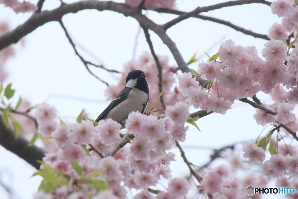 撮って出し(2025-04-24_08-33)-(Canon EOS 60D-2