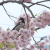 撮って出し(2025-04-24_08-33)-(Canon EOS 60D-2
