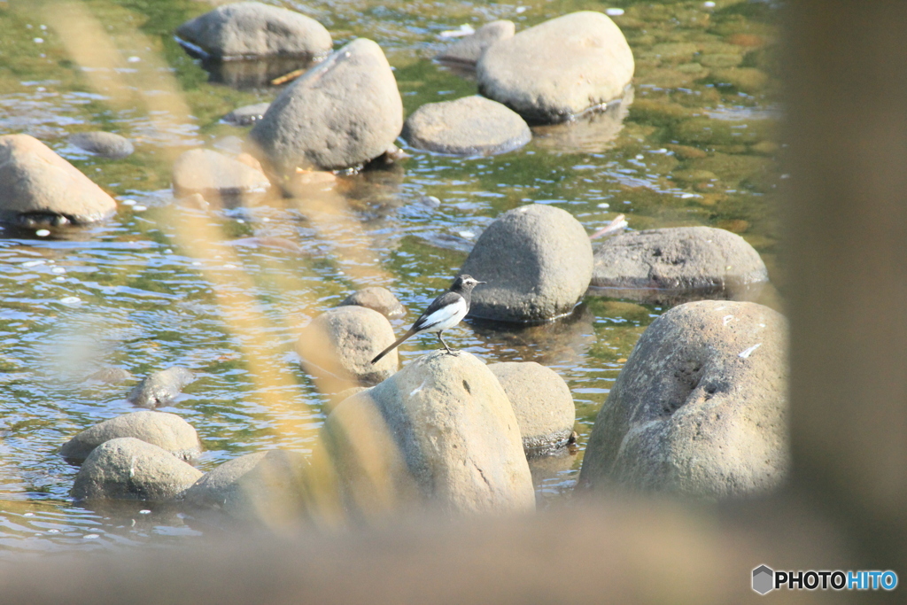 撮って出し(2025-07-07_16-00)-(Canon EOS 60D-3
