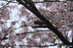 撮って出し(2025-04-24_08-29)-(Canon EOS 60D-2