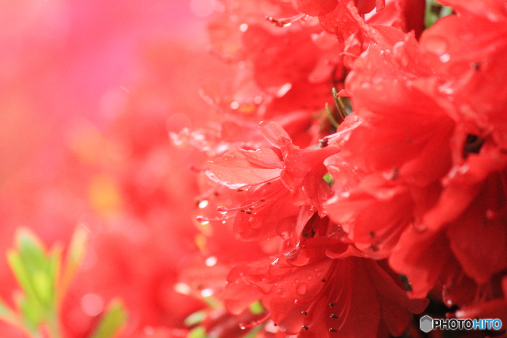撮って出し(2025-05-11_10-21)-(Canon EOS 60D-2