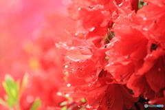 撮って出し(2025-05-11_10-21)-(Canon EOS 60D-2