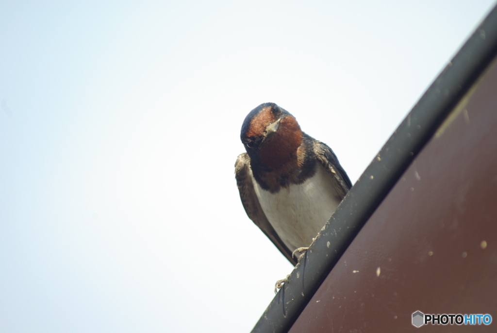 撮って出し(2025-06-19_08-16)-(PENTAX K10D-300
