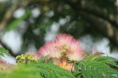 撮って出し(2025-07-08_07-16)-(Canon EOS 60D-3