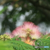 撮って出し(2025-07-08_07-16)-(Canon EOS 60D-3