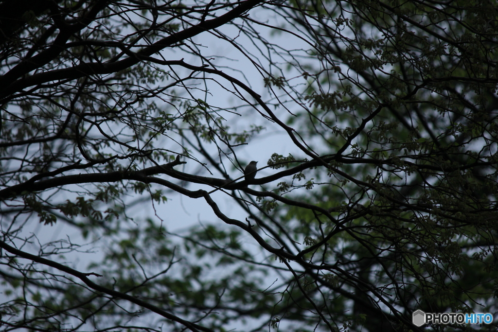 撮って出し(2025-05-11_08-37)-(Canon EOS 60D-2