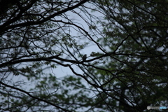 撮って出し(2025-05-11_08-37)-(Canon EOS 60D-2