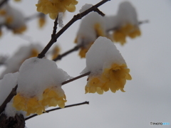 撮って出し(2024-02-22_06-41)-(E-M5-52(OLYMPUS