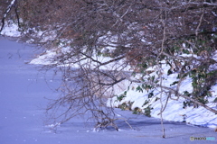 撮って出し(2025-01-11_10-11)-(Canon EOS 60D-2
