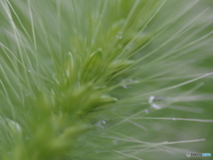 撮って出し(2024-07-25_16-31)-(E-M5-0())