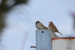 撮って出し(2025-02-25_12-02)-(Canon EOS 60D-2
