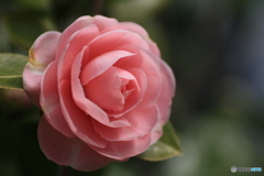 撮って出し(2025-04-06_09-05)-(Canon EOS 60D-9