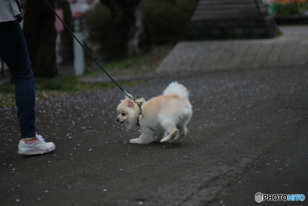 撮って出し(2024-04-17_09-04)-(Canon EOS 6D-90