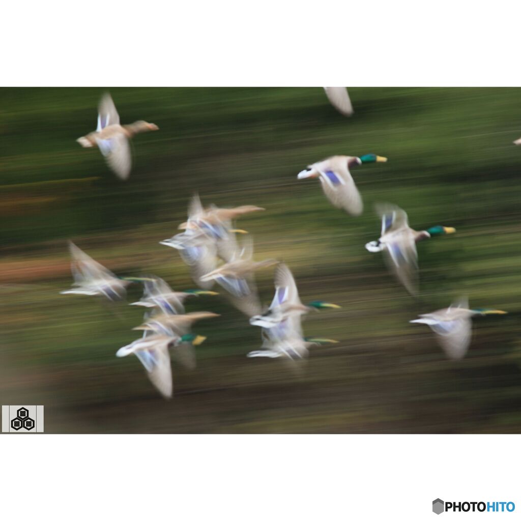 撮って出し(2023-11-26_08-29)-250-EF-S55-250mm