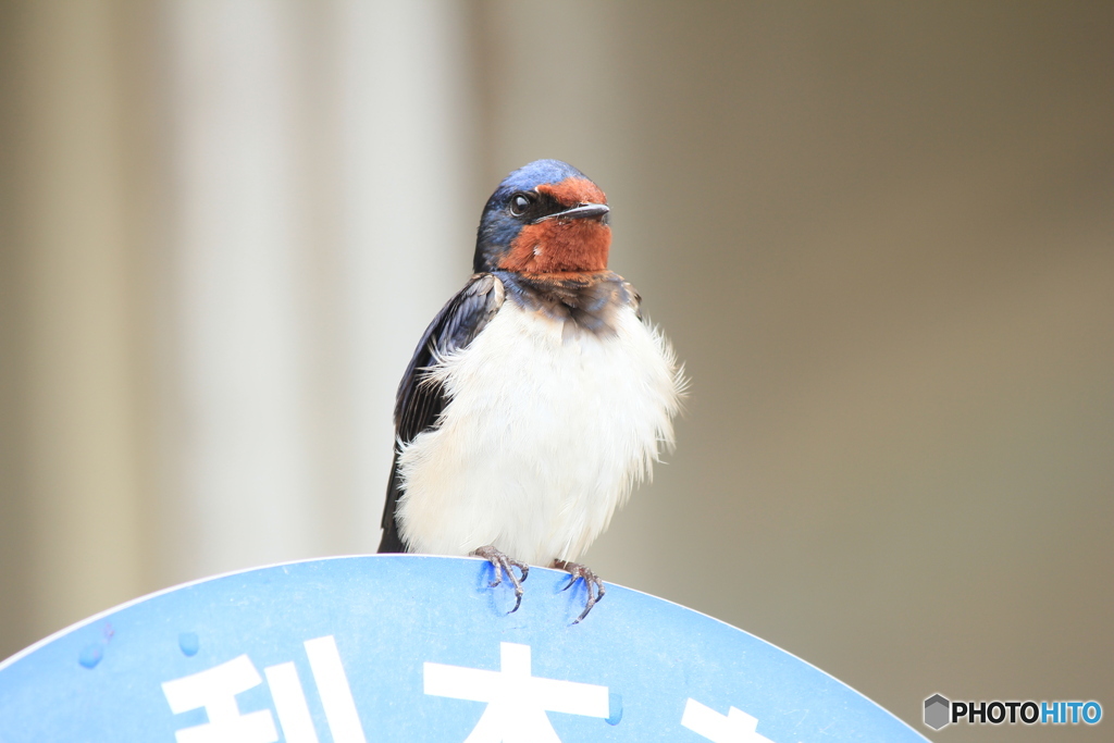 撮って出し(2025-04-18_09-34)-(Canon EOS 60D-2