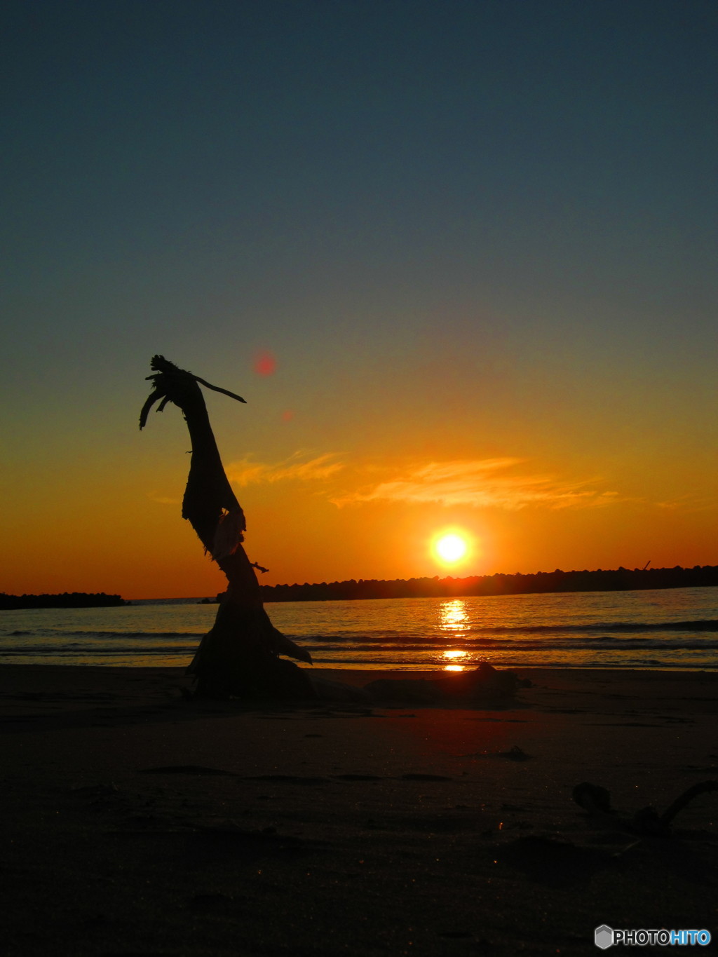 昇り竜に見える流木と夕日