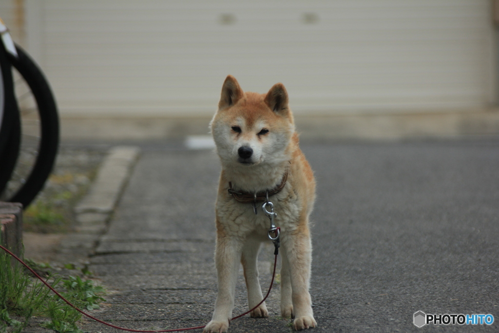 撮って出し(2025-05-09_15-33)-(Canon EOS 60D-1
