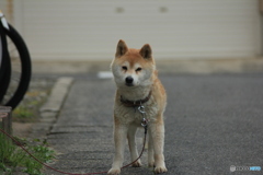 撮って出し(2025-05-09_15-33)-(Canon EOS 60D-1