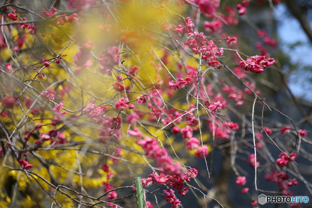 撮って出し(2025-04-07_09-25)-(Canon EOS 6D-90