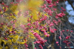 撮って出し(2025-04-07_09-25)-(Canon EOS 6D-90