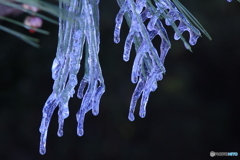 撮って出し(2025-01-11_11-14)-(Canon EOS 60D-2