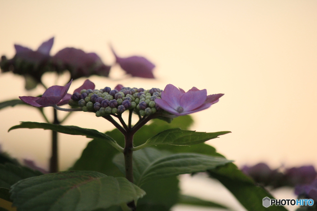 撮って出し(2025-06-29_17-39)-(Canon EOS 60D-1
