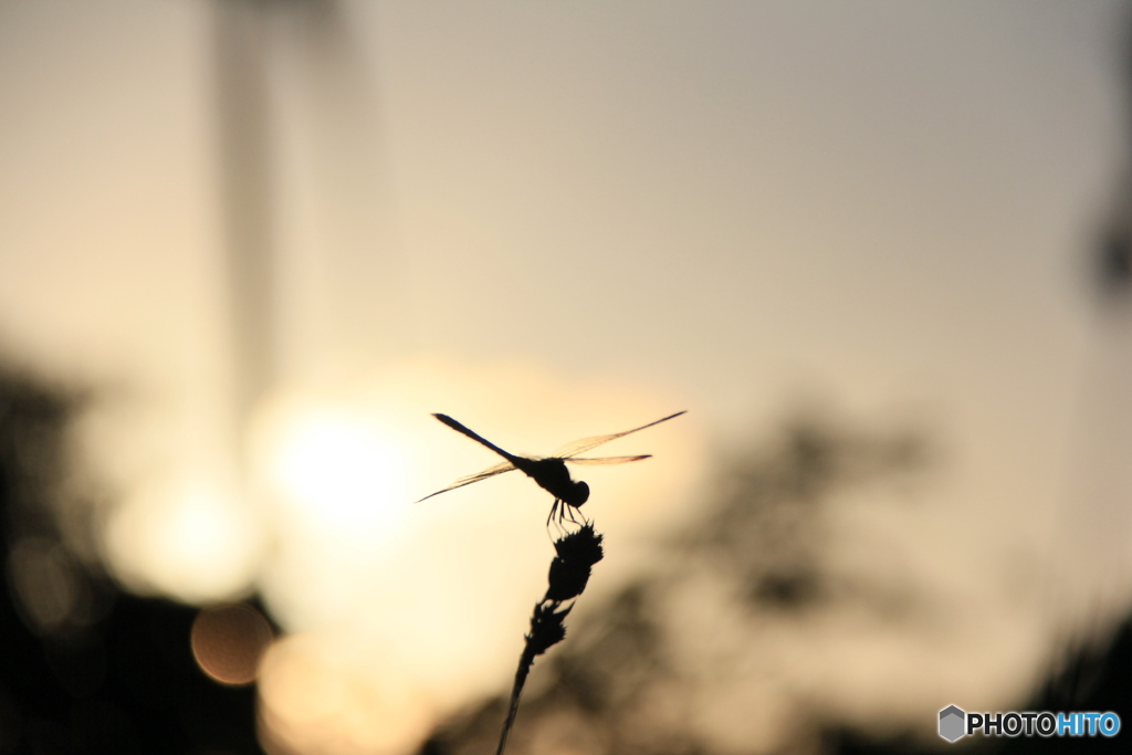 撮って出し-Canon EOS 60D-145.0-22_09_14-1