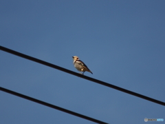 撮って出し(2024-05-26_07-29)-(E-M5-0())