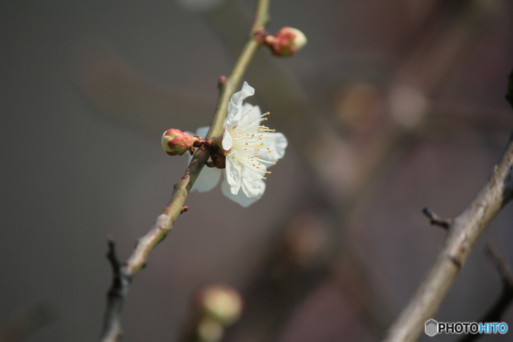 撮って出し(2025-04-07_09-31)-(Canon EOS 60D-2
