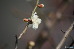 撮って出し(2025-04-07_09-31)-(Canon EOS 60D-2