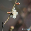 撮って出し(2025-04-07_09-31)-(Canon EOS 60D-2