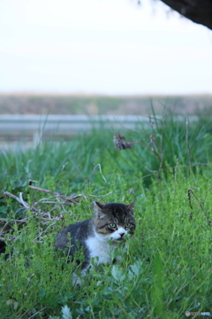 撮って出し(2024-04-22_18-12)-(Canon EOS 60D-9