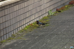 撮って出し(2025-04-18_09-20)-(Canon EOS 60D-2