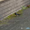撮って出し(2025-04-18_09-20)-(Canon EOS 60D-2