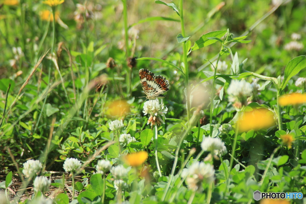 撮って出し(2025-07-08_08-15)-(Canon EOS 60D-3
