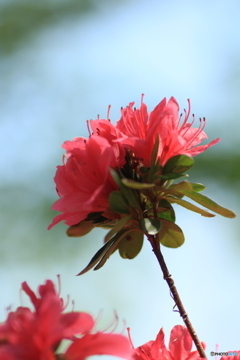 撮って出し(2024-05-04_14-02)-(Canon EOS 60D-9