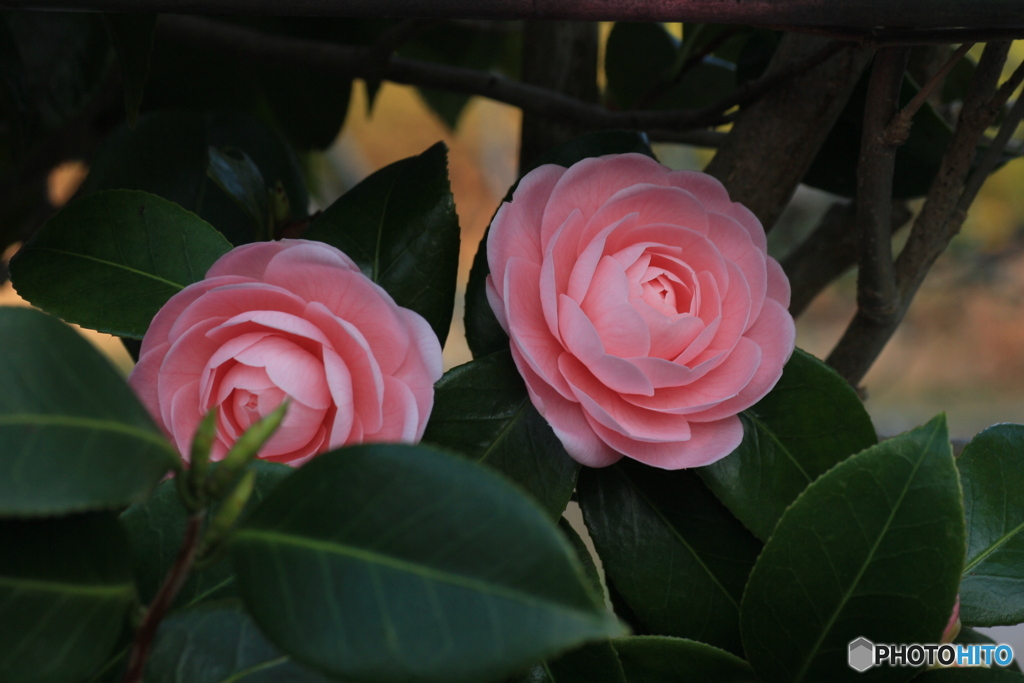 撮って出し-Canon EOS 60D-90.0-41_04_03-3