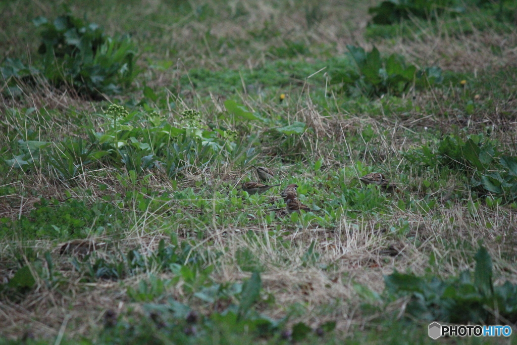 撮って出し(2025-04-20_05-18)-(Canon EOS 60D-2