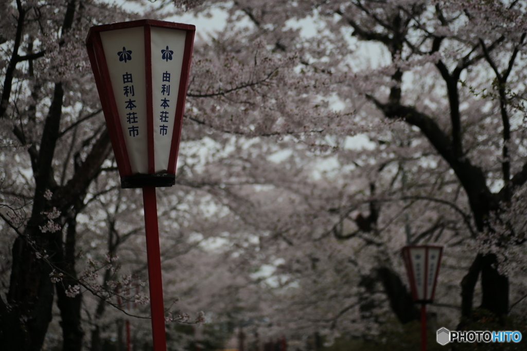 撮って出し(2024-04-17_16-43)-(Canon EOS 6D-90