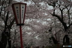 撮って出し(2024-04-17_16-43)-(Canon EOS 6D-90