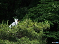 撮って出し-E-M5-150.0-23_06_25-1