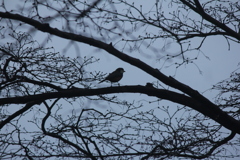 撮って出し(2025-04-20_08-30)-(Canon EOS 60D-2