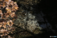 撮って出し(2025-11-04_10-08)-(Canon EOS 6D-13