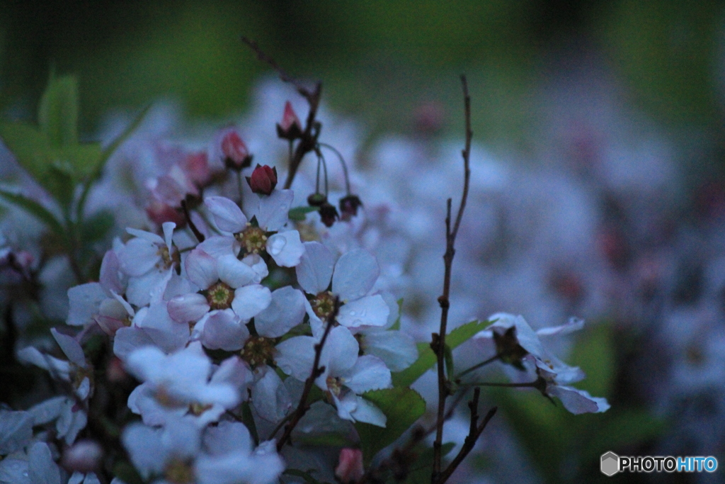 撮って出し(2025-04-20_05-13)-(Canon EOS 60D-2