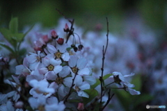 撮って出し(2025-04-20_05-13)-(Canon EOS 60D-2