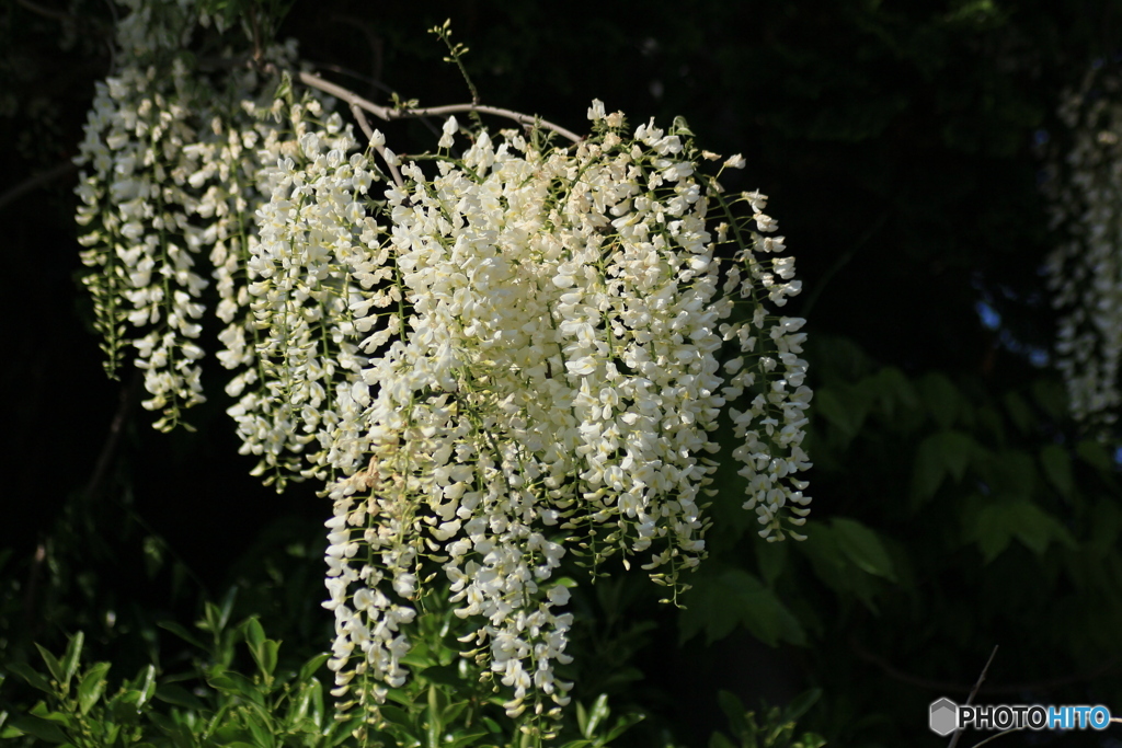 撮って出し-Canon EOS 60D-90.0-23_05_12-1