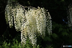 撮って出し-Canon EOS 60D-90.0-23_05_12-1