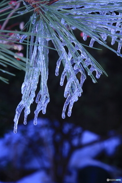 撮って出し(2025-01-11_11-14)-(Canon EOS 60D-1