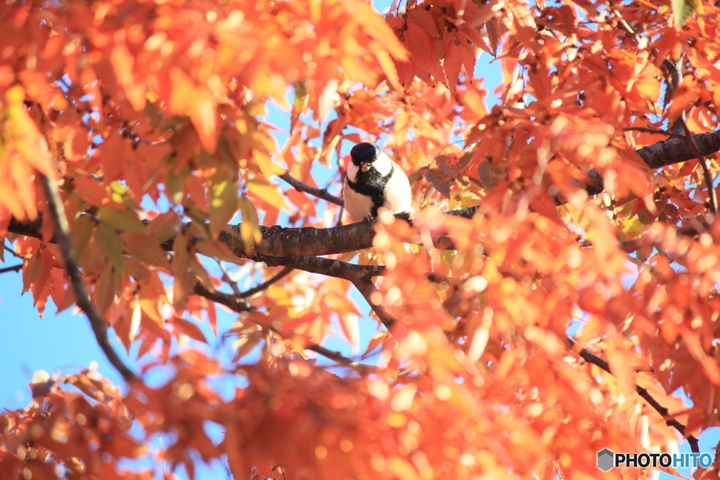 撮って出し-Canon EOS 60D-250.0-22_10_25-0