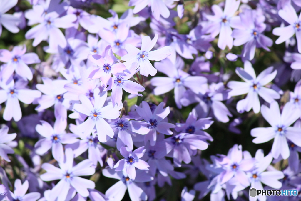 撮って出し-Canon EOS 60D-250.0-22_05_02-3